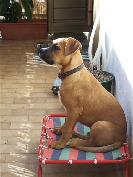 Hector, Vnoce 2006, Grottammare