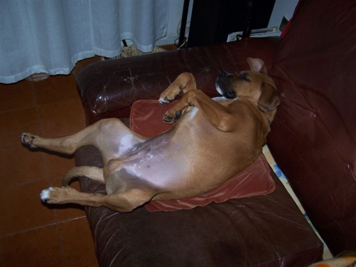 Hector, Vnoce 2006, Grottammare