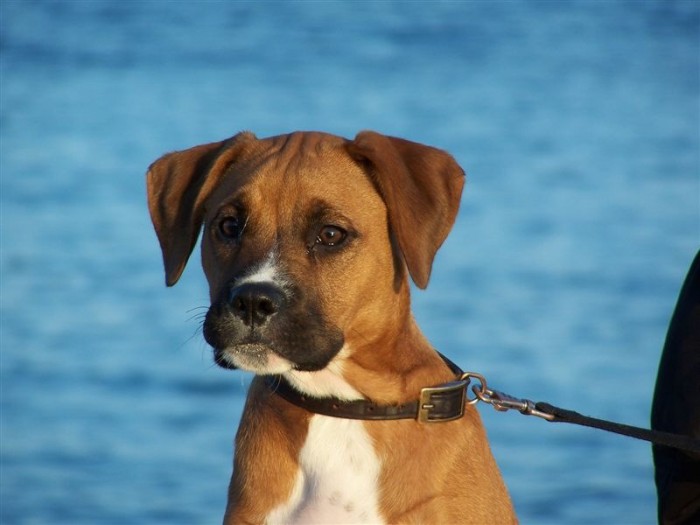 Hector, Vnoce 2006, Grottammare