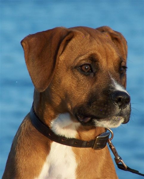 Hector, Vnoce 2006, Grottammare