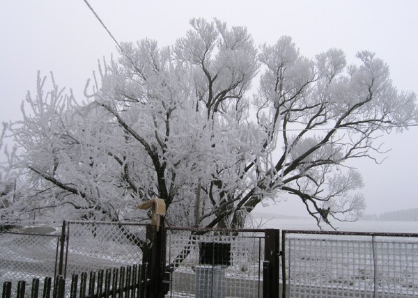 Mraziv zdoben