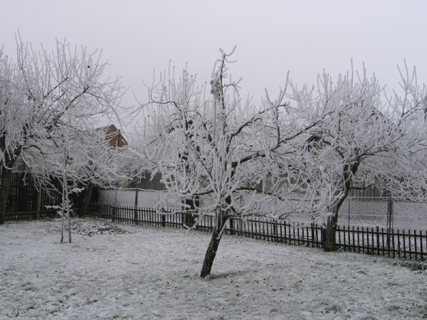 Mraziv zdoben