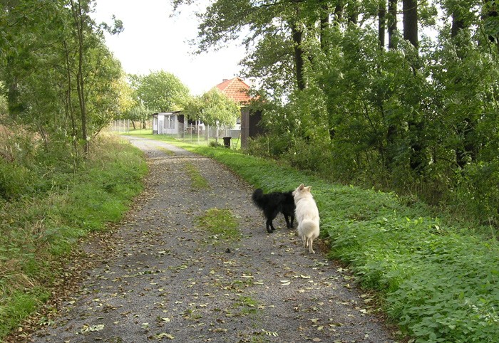 Podzimn hony, jen 2008