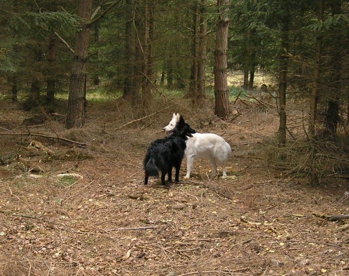 Podzimn hony, jen 2008