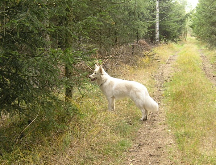 Podzimn hony, jen 2008