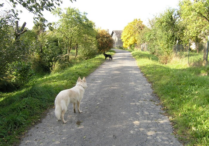 Podzimn hony, jen 2008