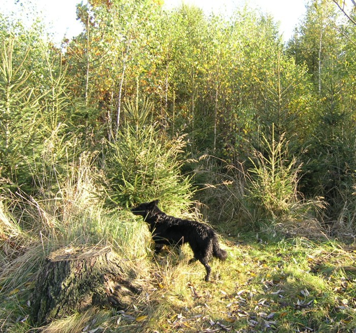 Elfí les, říjen 2008